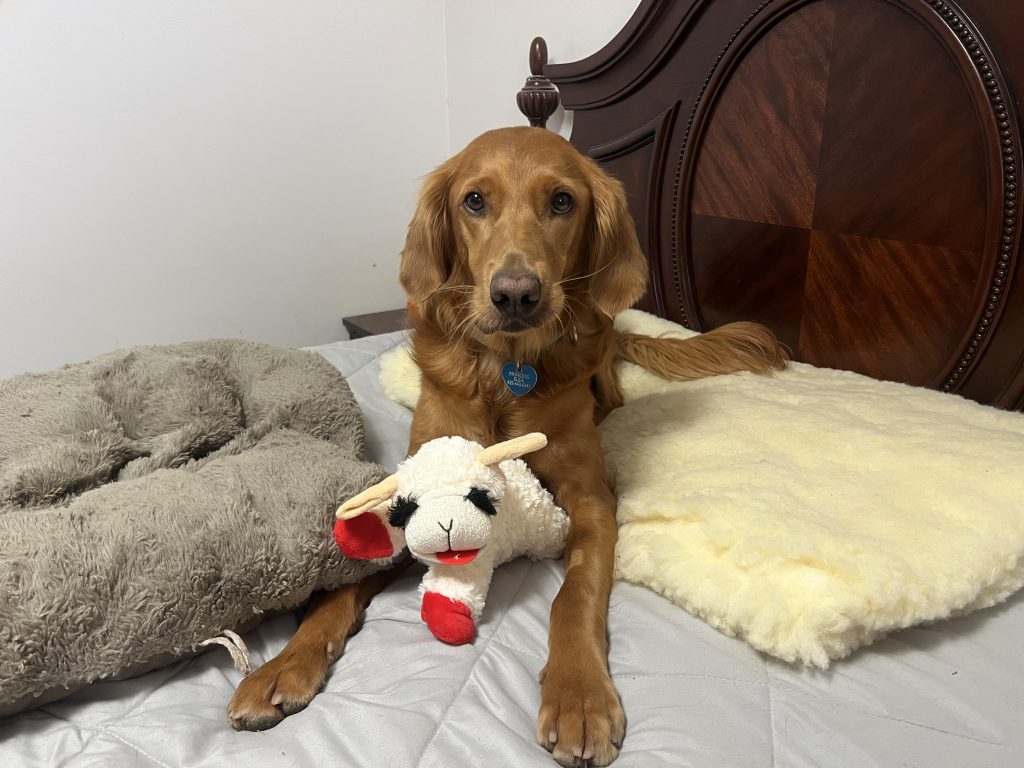 Home-Style Board & Train vs. Kennel Boarding: What’s the Real Difference?